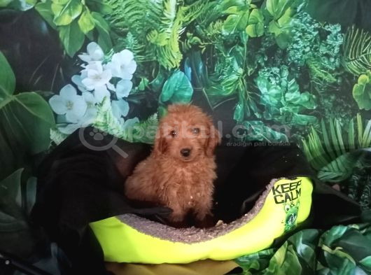 Irk Ve Sağlik Garanti̇  Malti̇poo Yavrularimiz görsel