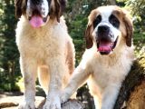 İri̇ Köpek Sevenler Dev Sai̇nt Bernard Yavrular