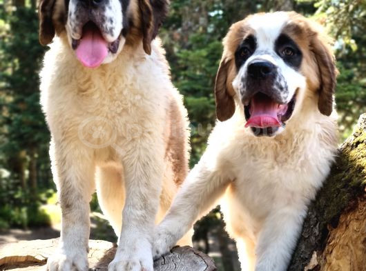 İri̇ Köpek Sevenler Dev Sai̇nt Bernard Yavrular görsel