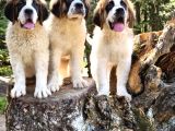 İri̇ Köpek Sevenler Dev Sai̇nt Bernard Yavrular