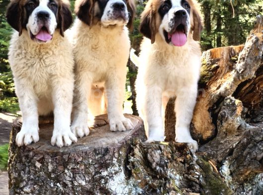 İri̇ Köpek Sevenler Dev Sai̇nt Bernard Yavrular görsel