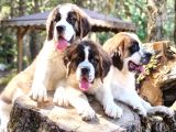 İri̇ Köpek Sevenler Dev Sai̇nt Bernard Yavrular