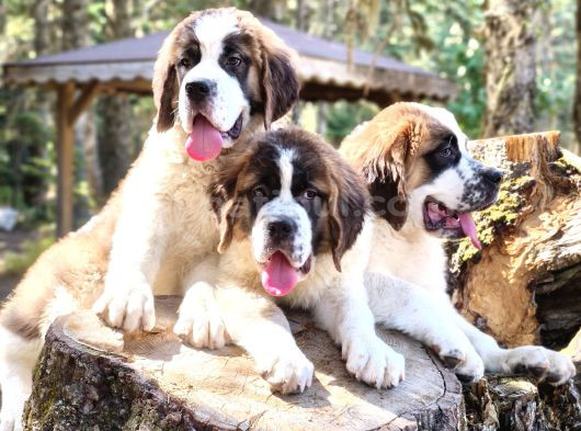 İri̇ Köpek Sevenler Dev Sai̇nt Bernard Yavrular görsel