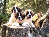İri̇ Köpek Sevenler Dev Sai̇nt Bernard Yavrular