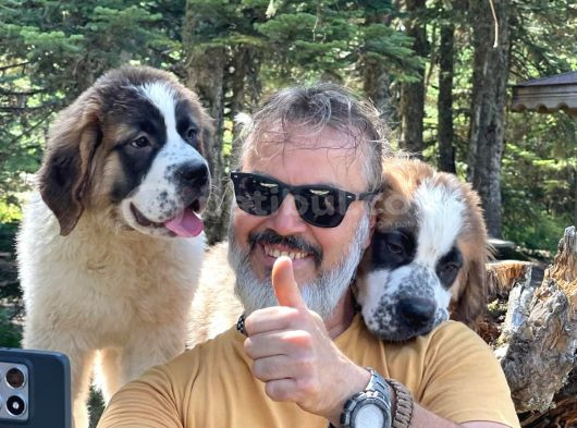 İri̇ Köpek Sevenler Dev Sai̇nt Bernard Yavrular görsel