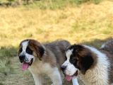 İri̇ Köpek Sevenler Dev Sai̇nt Bernard Yavrular