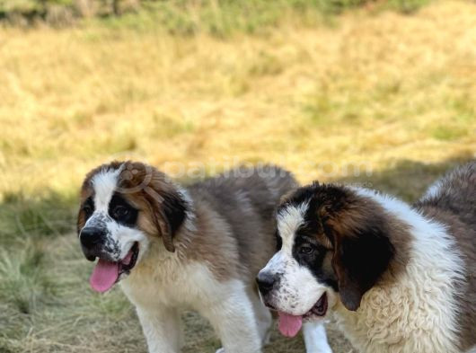 İri̇ Köpek Sevenler Dev Sai̇nt Bernard Yavrular görsel