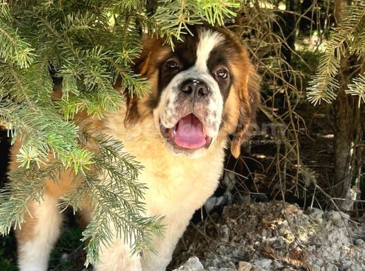İri̇ Köpek Sevenler Dev Sai̇nt Bernard Yavrular görsel
