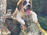 İri̇ Köpek Sevenler Dev Sai̇nt Bernard Yavrular