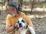 İri̇ Köpek Sevenler Dev Sai̇nt Bernard Yavrular