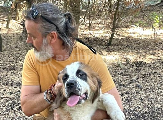 İri̇ Köpek Sevenler Dev Sai̇nt Bernard Yavrular görsel