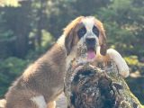 İRİ KÖPEK SEVENLER DEV SAİNT BERNARD YAVRULAR