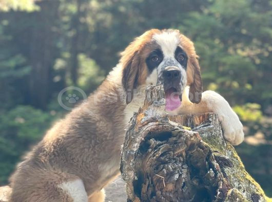 İri̇ Köpek Sevenler Dev Sai̇nt Bernard Yavrular