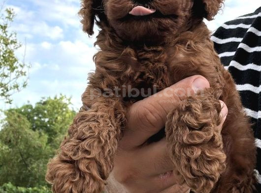 Üst Kali̇te Red Brown Toy Poodle Yavrularimiz görsel
