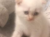 Masmavi̇ Gözlü Karbeyazi Erkek Bebek