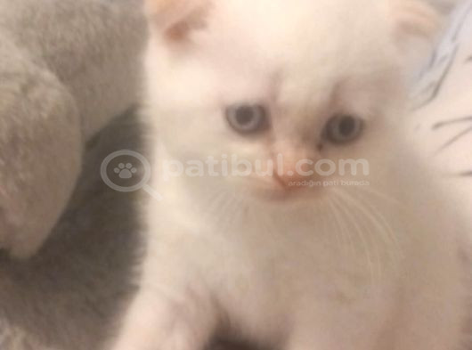 Masmavi̇ Gözlü Karbeyazi Erkek Bebek görsel