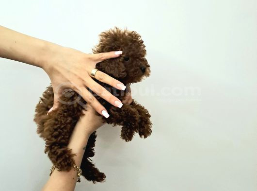 Toy Poodle  Yavrular görsel