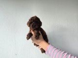 Toy Poodle  Yavrular