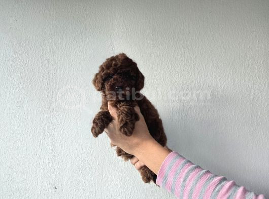 Toy Poodle  Yavrular görsel