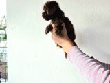 Toy Poodle  Yavrular