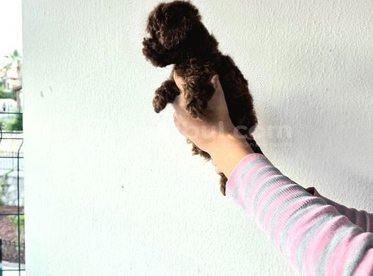 Toy Poodle  Yavrular görsel
