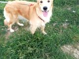 Sevimli uysal dişi golden