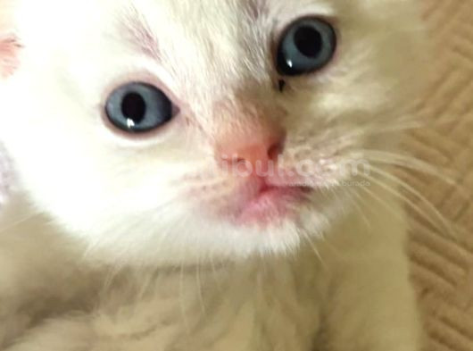 Masmavi̇ Gözlü Karbeyazi Erkek Bebek