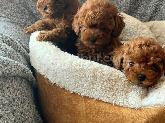 SHOV KALİTE TOY POODLE YAVRULARIMIZ