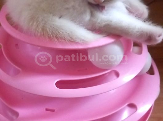 Masmavi̇ Gözlü Karbeyazi Erkek Bebek görsel