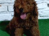 Toy Poodle Yavrumuz