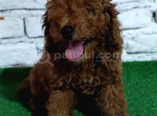 Toy Poodle Yavrumuz görsel