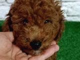 Toy Poodle Yavrumuz