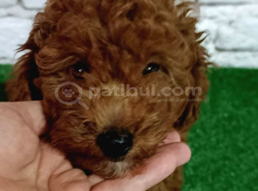 Toy Poodle Yavrumuz görsel