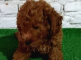 Toy Poodle Yavrumuz