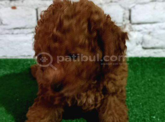 Toy Poodle Yavrumuz görsel