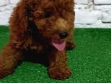 Toy Poodle Yavrumuz