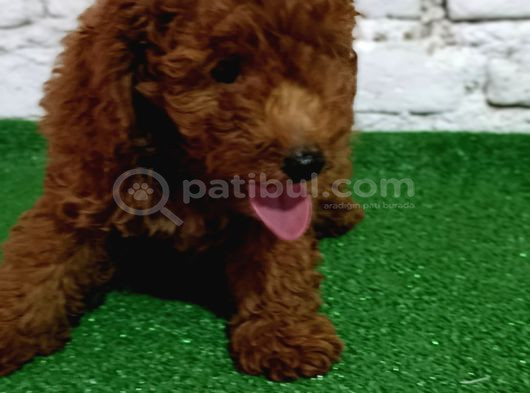 Toy Poodle Yavrumuz görsel