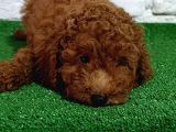 Toy poodle yavrumuz