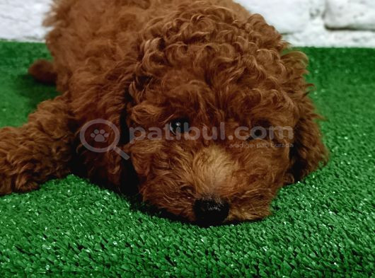 Toy Poodle Yavrumuz