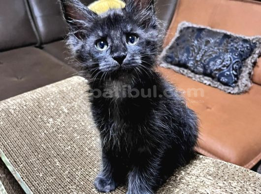 A Kali̇te Mai̇ncoon Yavrular Tesli̇me Hazirdir görsel