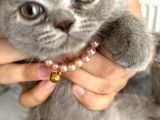 Safkan British Shorthair Erkek Yavru   Sevimli