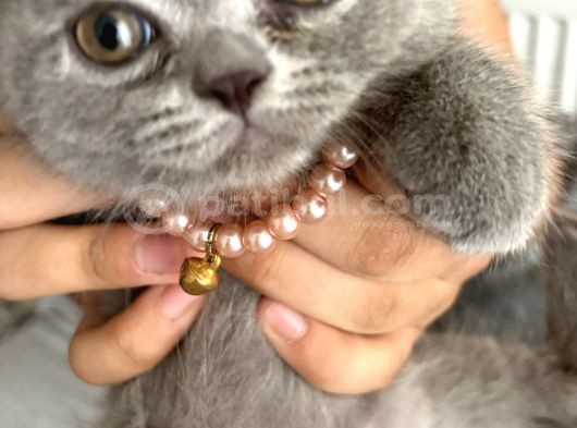 Safkan British Shorthair Erkek Yavru   Sevimli görsel