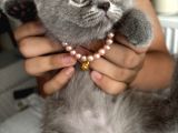 Safkan British Shorthair Erkek Yavru   Sevimli