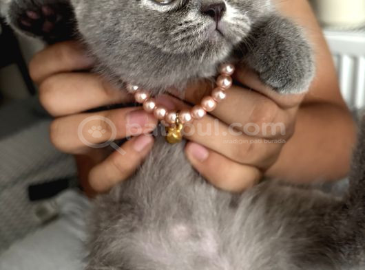 Safkan British Shorthair Erkek Yavru   Sevimli