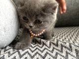 Safkan British Shorthair Erkek Yavru   Sevimli