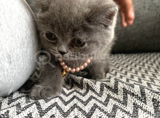 Safkan British Shorthair Erkek Yavru   Sevimli görsel