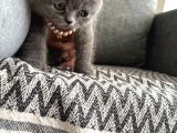 Safkan British Shorthair Erkek Yavru   Sevimli