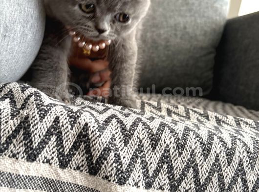 Safkan British Shorthair Erkek Yavru   Sevimli görsel