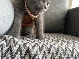 Safkan British Shorthair Erkek Yavru   Sevimli