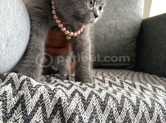 Safkan British Shorthair Erkek Yavru   Sevimli görsel